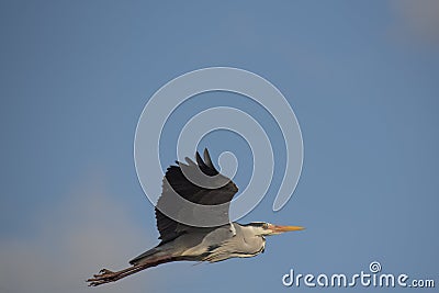 Common grey heron Stock Photo