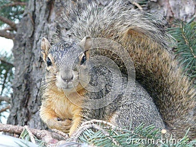 Common Grey Squirrel in Spruce Tree Stock Photo