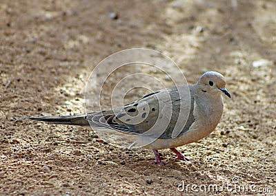Common ground dove, Columbina passerina, Sonny bono national wildlife reserve at Salton Sea Stock Photo