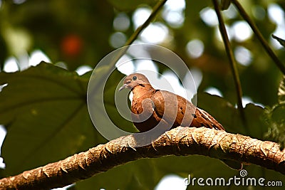 Common Ground Dove Stock Photo