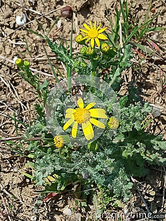 Common groundsel Senecio vulgaris Stock Photo