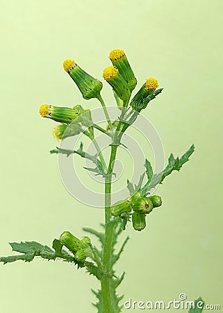 Common groundsel (Senecio vulgaris) Stock Photo