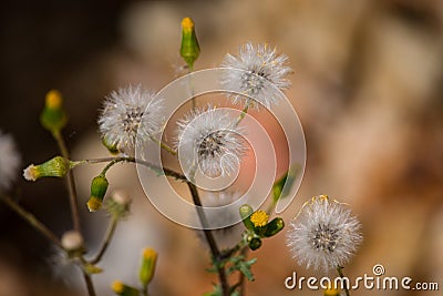 The common groundsel (Senecio vulgaris). Stock Photo