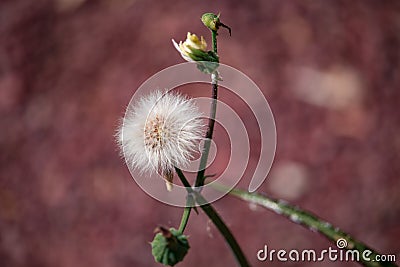 The common groundsel (Senecio vulgaris). Stock Photo