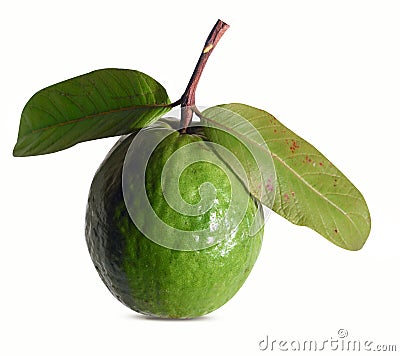 Common Guava Fruit Tree Tropical Fruit in Isolated White Background Stock Photo