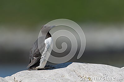 Common Guillemot Stock Photo