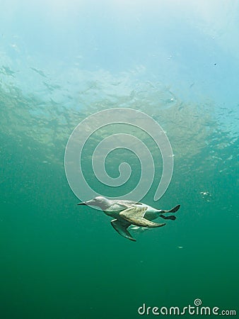 Common guillemot, Uria aalge. St Abb's Head & Eyemouth. Diving, Scotland Stock Photo
