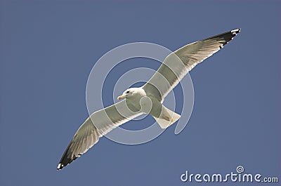 Common gull Stock Photo