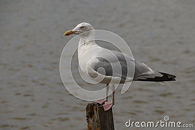 Common Gull at Burgh Castle Marina Stock Photo