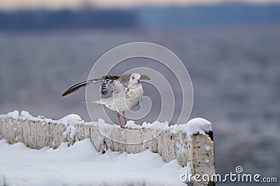 Common gull lifted and spread her wings, standing on a concrete Stock Photo