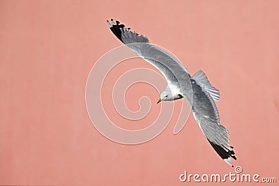 A common gull or mew gull Larus canus flying infront of a concrete pink wall in the ports of Bremen Germany. Stock Photo