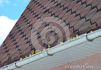 Common Gutter Problems With Moss on the Roof Stock Photo