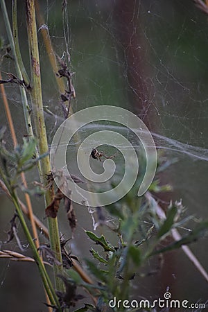 Common Hammock-weaver Stock Photo