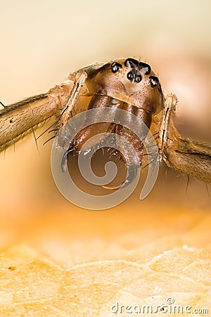 Common Hammock-weaver, Spider, Linyphia triangularis Stock Photo