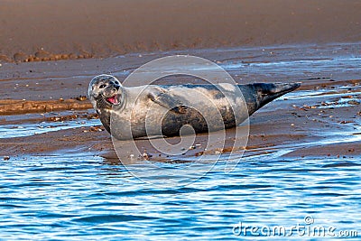 Common or Harbour Seal - Phoca vitulina, yawning. Stock Photo