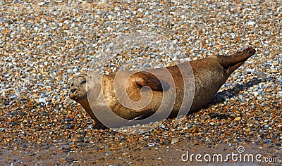 Common - Harbour Seal on shingle bank Stock Photo