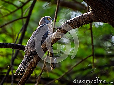 Common Hawk Cuckoo on a branch in shaded area. Stock Photo