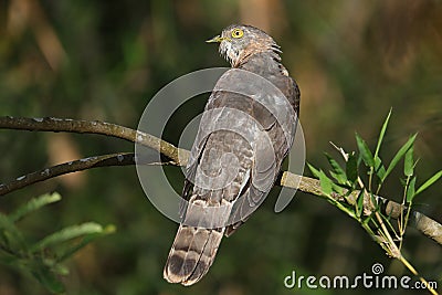 Common hawk-cuckoo Stock Photo
