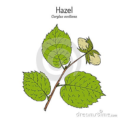 Common hazel Corylus avellana nuts with leaves Vector Illustration