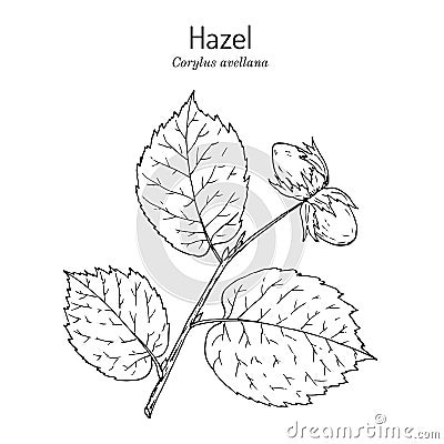 Common hazel Corylus avellana nuts with leaves Vector Illustration