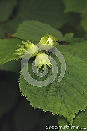 Common hazel, Corylus avellana, Stock Photo