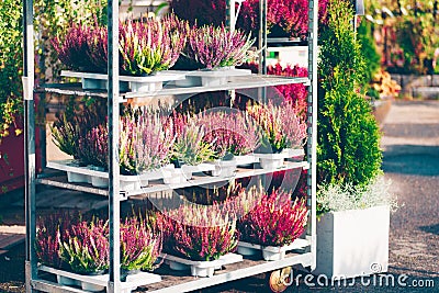 Common heather, Calluna vulgaris Stock Photo