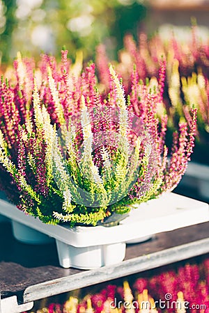 Common heather, Calluna vulgaris white and pink Stock Photo