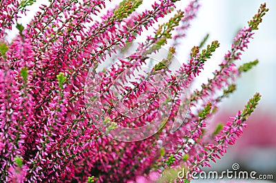 Common heather flowers Stock Photo