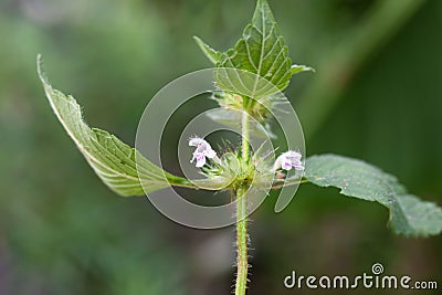 Common hempnettle, Galeopsis tetrahit Stock Photo