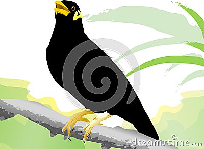 Common Hill Myna Cartoon Illustration