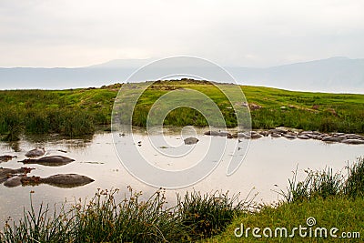 Common hippopotamus (Hippopotamus amphibius) in the water in Ngorongoro Stock Photo