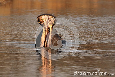 The common hippopotamus Hippopotamus amphibius or hippo is warning by open jaws and swimming in the middle of lake in beautiful Stock Photo