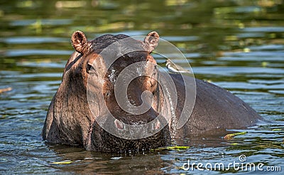 Common hippopotamus in the water. Stock Photo