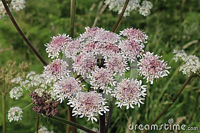 Common Hogweed flowers, Heracleum sphondylium, Cow Parsnip, Eltrot, growing in the British countryside, top view green background Stock Photo