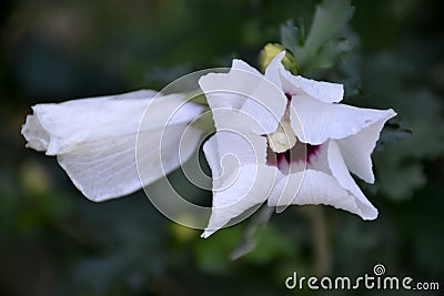 Common hollyhock flower Stock Photo