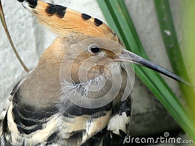 The Common Hoopoe Stock Photo