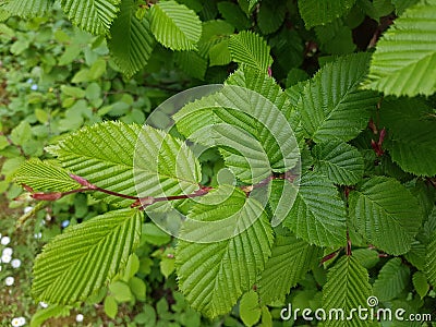 Common hornbeam, Carpinus betulus Stock Photo