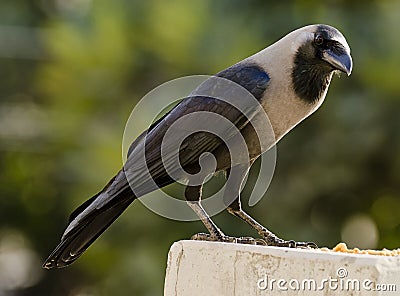 A common house crow Stock Photo