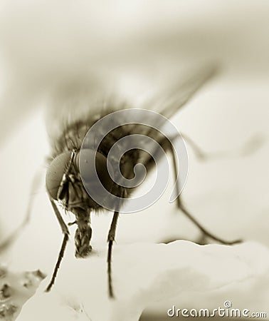 Common House Fly Stock Photo