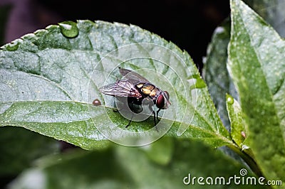 Common house fly Stock Photo