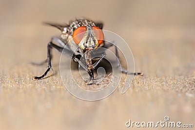 Common House Fly Stock Photo