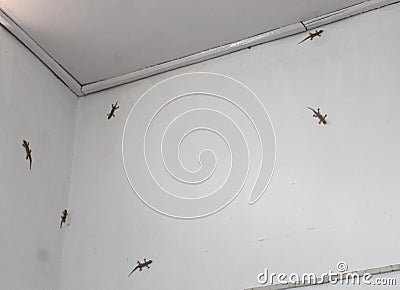 Gathering of gecko in a house on wall Stock Photo
