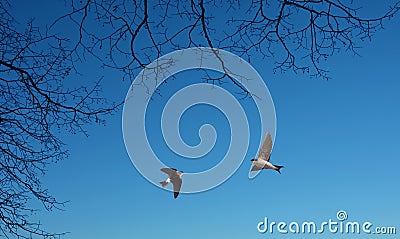 Common house martin birds panoramic view Stock Photo