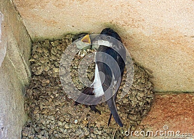 Common House Martin - Delichon urbicum, feeding juveniles. Stock Photo