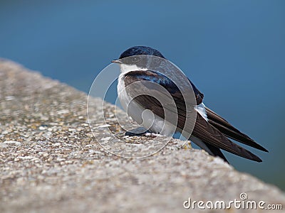 Common house martin Delichon urbicum Stock Photo