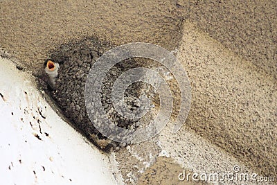 Common house martin Stock Photo