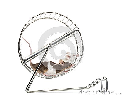 Common house mice playing in a whee Stock Photo