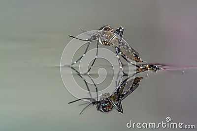 Common house mosquito, close-up of a mosquito on the surface of the water Stock Photo