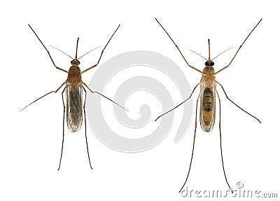 Common house mosquito - Culex pipiens Stock Photo