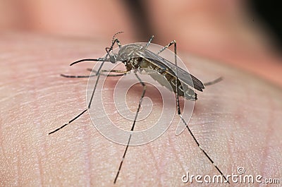 Common house mosquito (Culex pipiens) Stock Photo